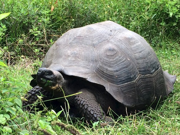 Gestatten: Donfaustoi, die neu entdeckte Riesenschildkröten-Art.
