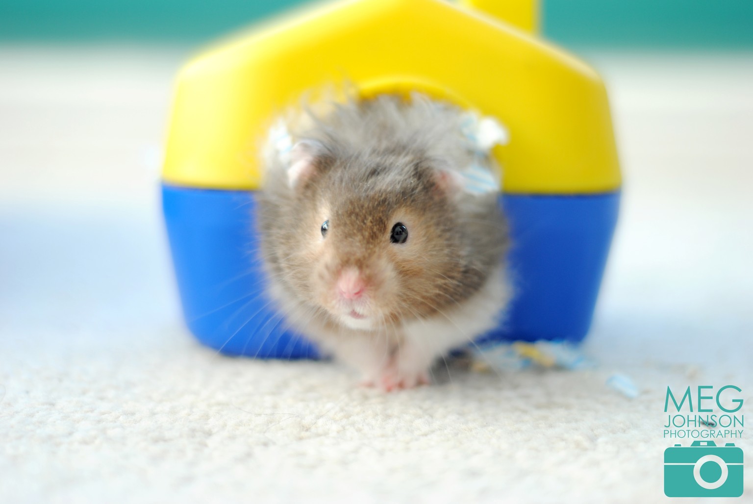 Das ist Vinny, Megs Hamster.