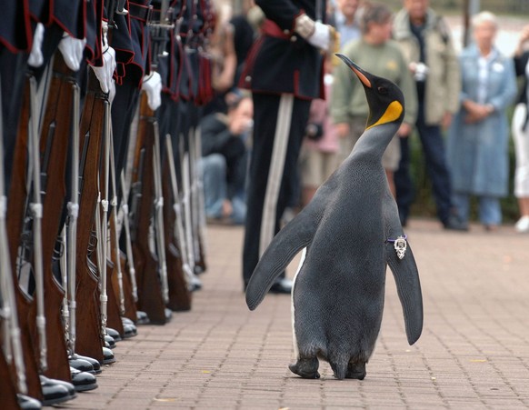 Königspinguin Nils Olav inspiziert die Garde.

https://de.wikipedia.org/wiki/Nils_Olav#/media/File:Nils_Olav_inspects_the_Kings_Guard_of_Norway_after_being_bestowed_with_a_knighthood_at_Edinburgh_Zoo_ ...