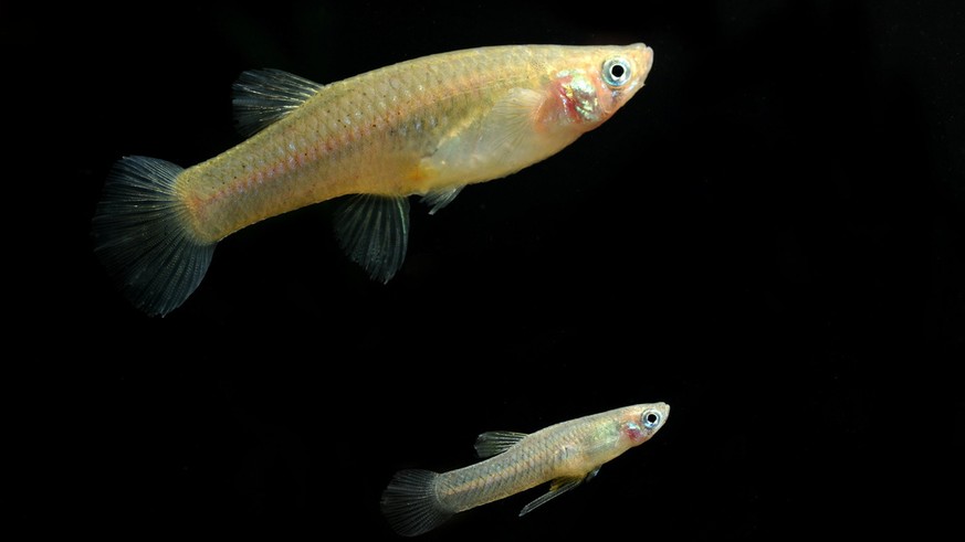 Mosquitofish