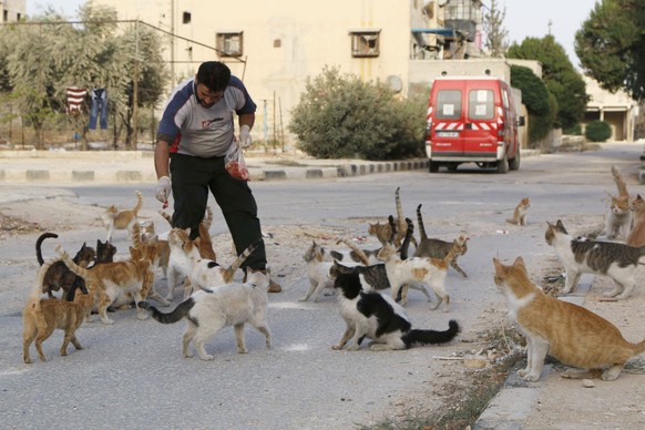 Alaa, an ambulance driver, feeds cats in Masaken Hanano in Aleppo, September 24, 2014. Alaa buys about $4 of meat everyday to feed about 150 abandoned cats in Masaken Hanano, a neigbourhood in Aleppo  ...