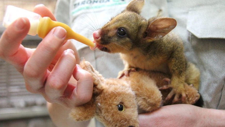 Beuteltier-Baby Bettina mit ihrer Ersatzmutter, dem Plüsch-Känguru.