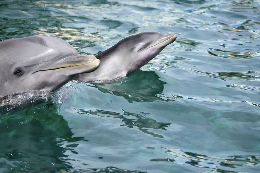 epa04247992 A picture provided by Zoo Aquarium Madrid shows the family of the dolphinarium in which a common bottlenose dolphin (Tursiops truncatus) was born to Guarina, an adult female dolphin at the ...