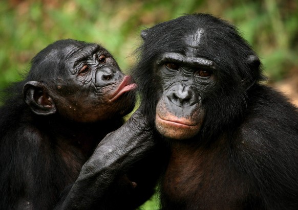 Bonobo apes, primates unique to Congo and humankind&#039;s closest relative, groom one another at a sanctuary just outside the capital Kinshasa, Congo on October 31, 2006. REUTERS/Finbarr O&#039;Reill ...