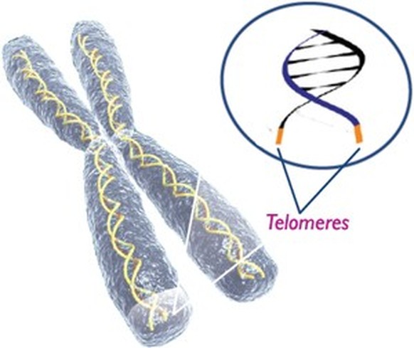 Chromosom mit Telomeren.&nbsp;