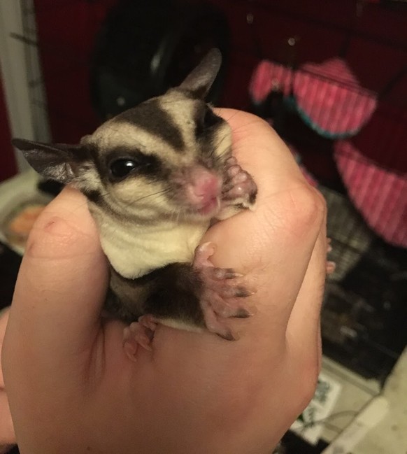 Fliegendes Viech (Eichhörnchen?). Ah! Ein Flughörnchen!
Cute News
https://imgur.com/t/aww/J6bBT