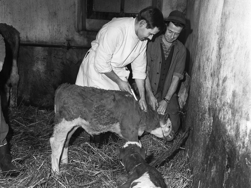 ARCHIVE --- NACHDEM VOR 50 JAHREN BEREITS IM FRÜHLING IN DER SCHWEIZ EINZELNE FÄLLE VON MAUL- UND KLAUENSEUCHE AUFTRATEN, BREITETE SICH DIE SEUCHE NACH DEM 21. OKTOBER 1965 IN VIELEN REGIONEN SCHNELL  ...