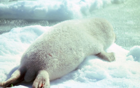 Junge Bandrobbe

https://en.wikipedia.org/wiki/Ribbon_seal