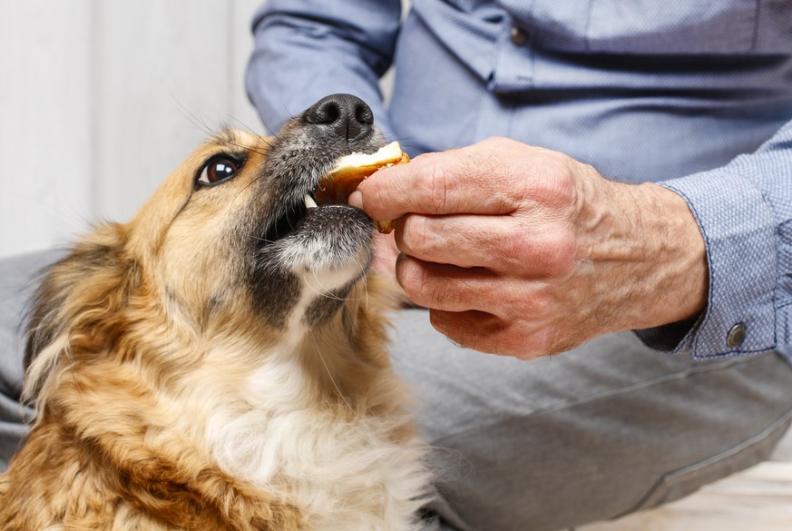 Nicht immer greifen Hunde beim Essen zu, wie eine japanische Studie beweist.&nbsp;