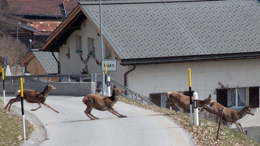 ZUM SDA-HINTERGRUNDTEXT UEBER ROTHIRSCHE IN DER SCHWEIZ STELLEN WIR IHNEN AM MITTWOCH, 6. JANUAR 2016, FOLGENDES ARCHIVBILD ZUR VERFUEGUNG - Aufgeschreckt rennen vier Hirschkuehe ueber die Dorfstrasse ...