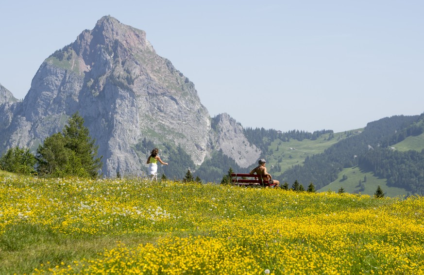 Eine Blumenwiese vor dem Grossen Mythen auf dem Stoos: Blüten duften weniger stark als im Flachland.