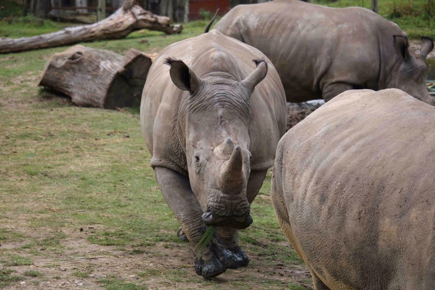 The four-year-old male white rhino called Vince is seen in this handout picture released by the Domaine de Thoiry (Thoiry zoo and wildlife park) on March 7, 2017. The four-year-old male white rhino ca ...