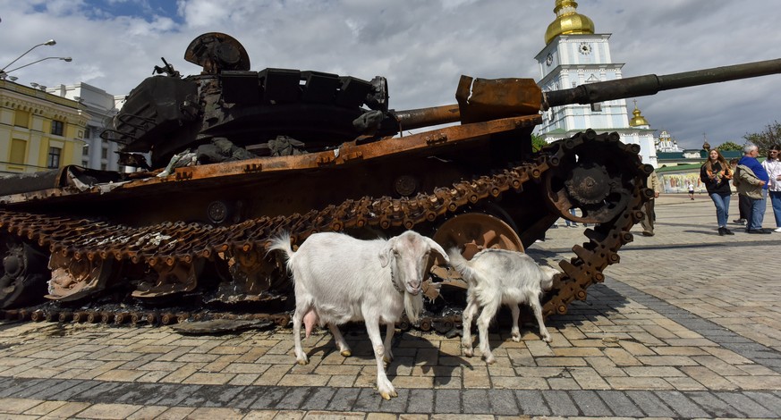 epa09963189 Goats walk near destroyed Russian armored vehicles displayed for Ukrainians to see at Mykhailivska Square in downtown Kyiv, Ukraine, 21 May 2022. Russian troops entered Ukraine on 24 Febru ...