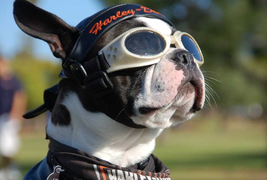 https://twitter.com/hashtag/bikerpets hund bulldogge brille harley davidson motorrad