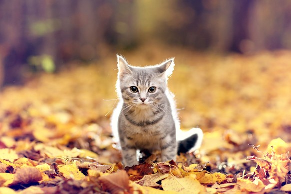 Schöne Katzen im Herbst mit viel Laub