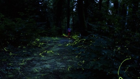 Sie fliegen wieder – die Glühwürmchen auf dem Waldfriedhof in Schaffhausen.