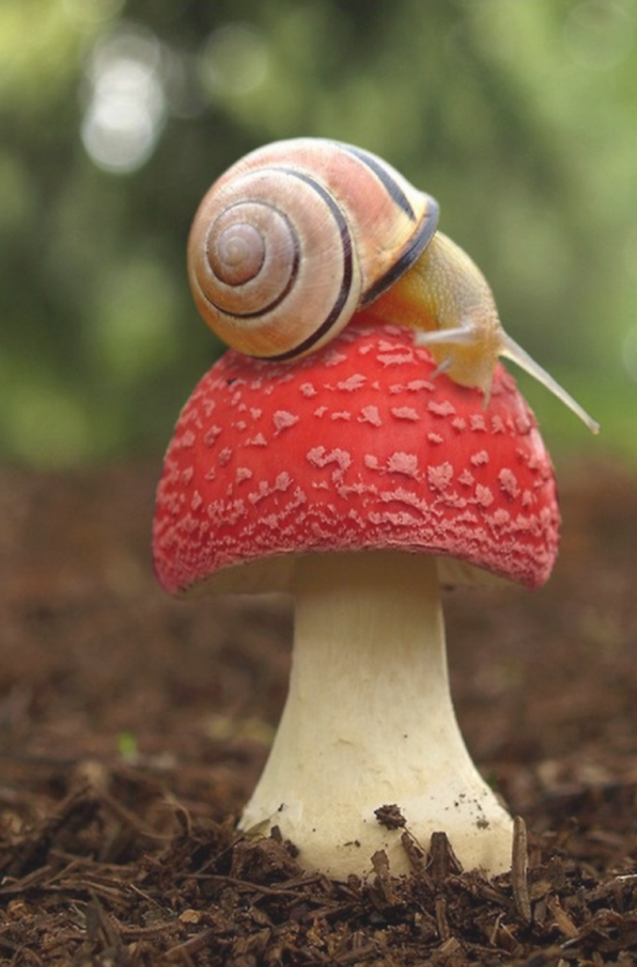 Schnecke auf Fliegenpilz.

http://weeping-shades-of-indigo.tumblr.com/post/40361227972/mushroom-snail