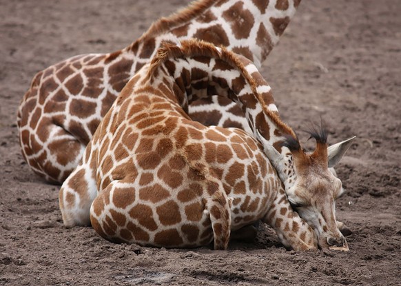 Schlafende Giraffe.
https://www.flickr.com/photos/sumofmarc/9617372714/