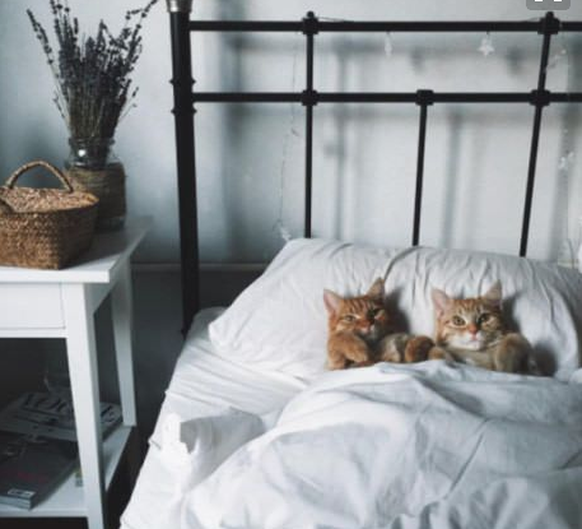 Zwei Katzen liegen im Bett.

https://www.pinterest.com/pin/AbUqO6_MbYdXSuGLw3BqdjpQqS1T2LLx--h5q1exQ_c3pGvsj8EXWN8/