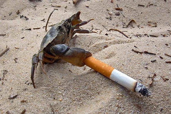 Krabbe mit Zigarette
Cute News
http://www.newschoolers.com/forum/thread/617141/ATTENTION-PHOTOSHOP-WIZARDS-----