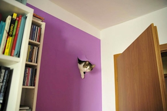 Katze steug aus Wand