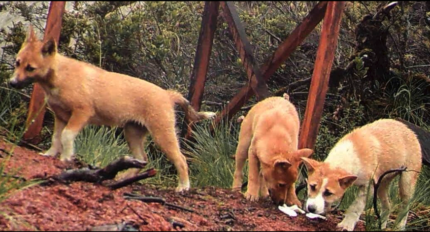 In der Wildnis lebende Neuguinea-Dingos, aufgenommen von Fotofallen. Dem Forscher James &quot;Mac&quot; McIntyre gelang im September 2016 als Erstem ein definitiver Nachweis, dass die ausgestorben geg ...