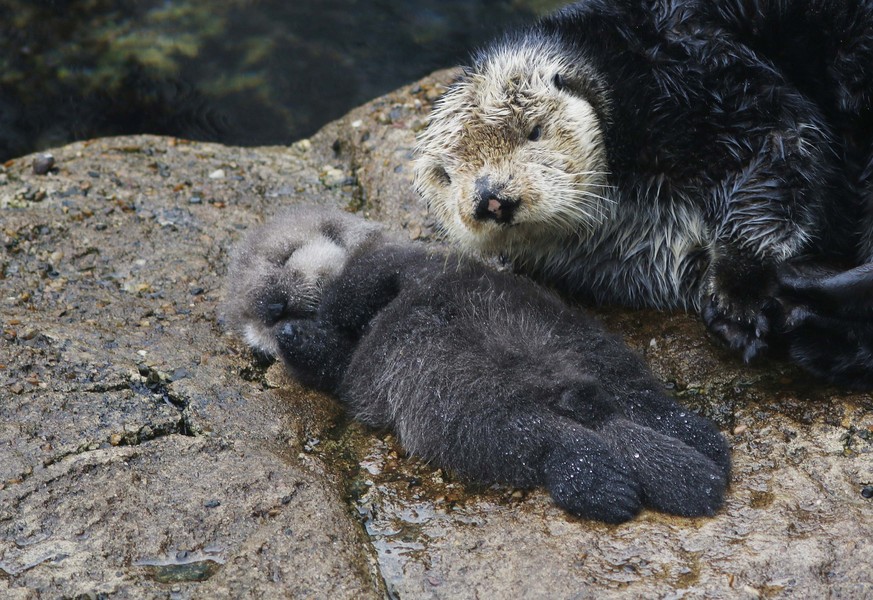 A one day old wild sea otter pup lies with its mother inside the Great Tide Pool at the Monterey Bay Aquarium in Monterey, California, December 21, 2015. It is not uncommon for sea otters to give birt ...