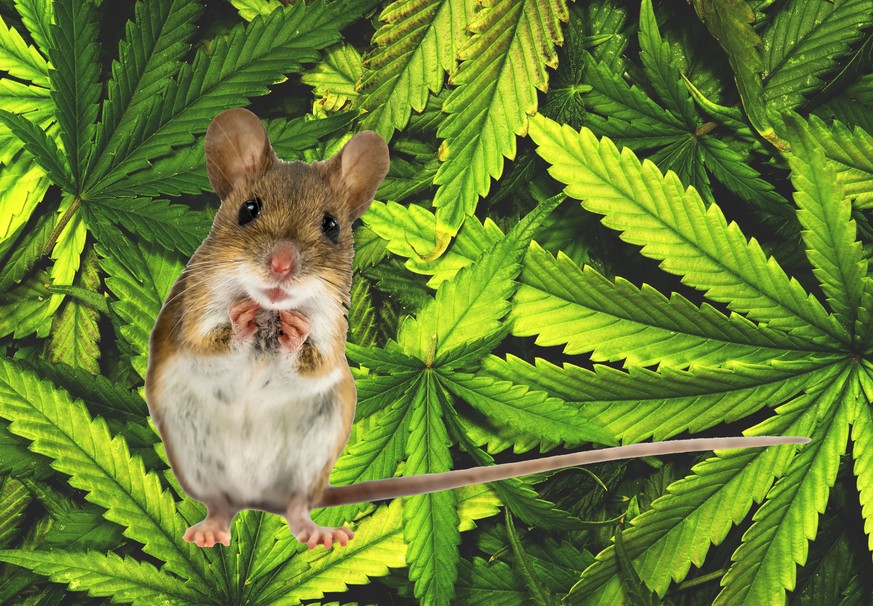 freigestellte Maus vor Cannabis-Hintergrund, Symbolbild