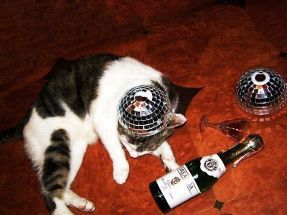 der beat war zu sick für diese Katze
http://1funny.com/wp-content/uploads/2009/10/thumbs_picture-madness_picdump056.jpg