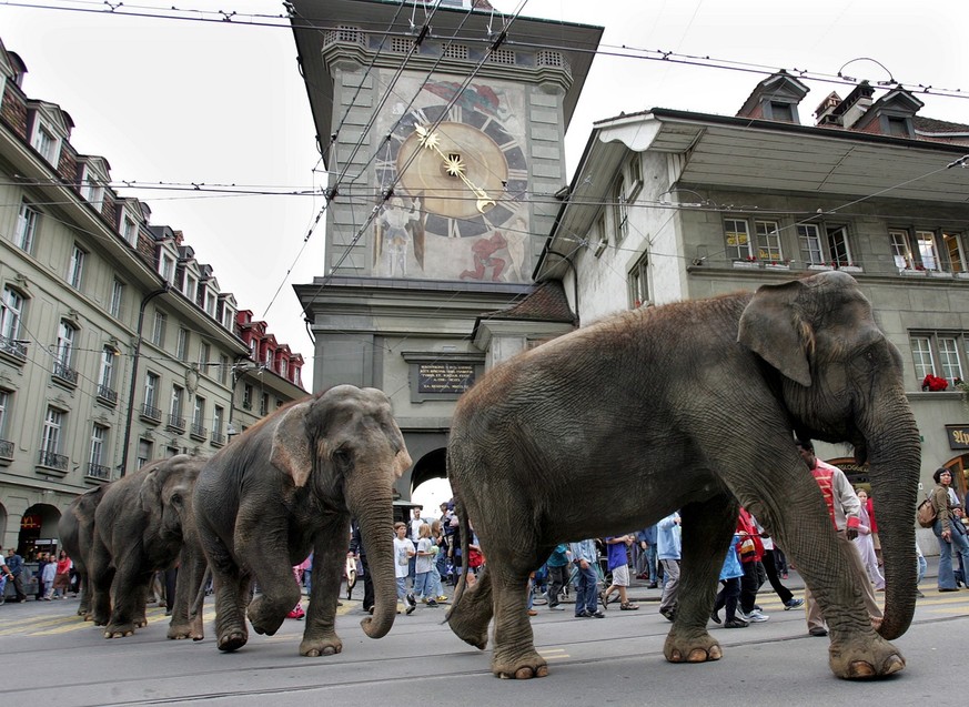 Die Elefanten des Zirkus Knie werden am Freitag, 20. August 2004 vorbei am Zytglogge durch die Altstadt von Bern gefuehrt. Der Schweizer Nationalzirkus macht so traditionsgemaess auf sein Engagement i ...