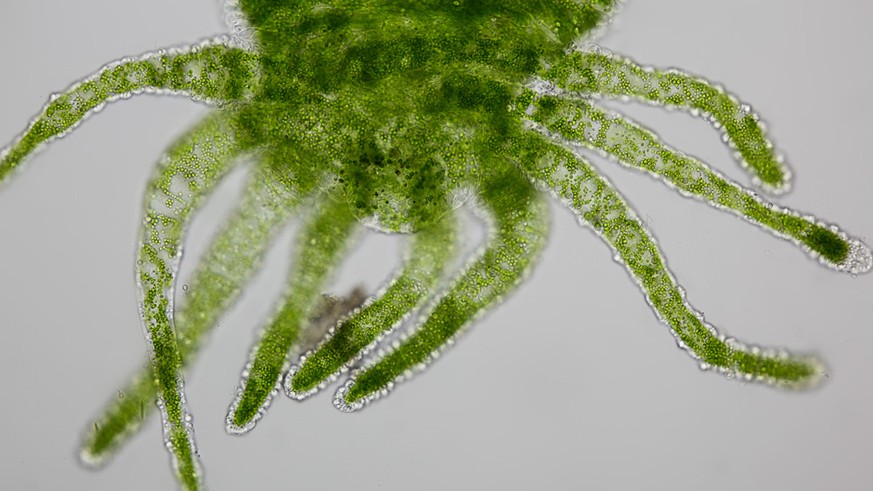 Hydra Süsswasserpolyp