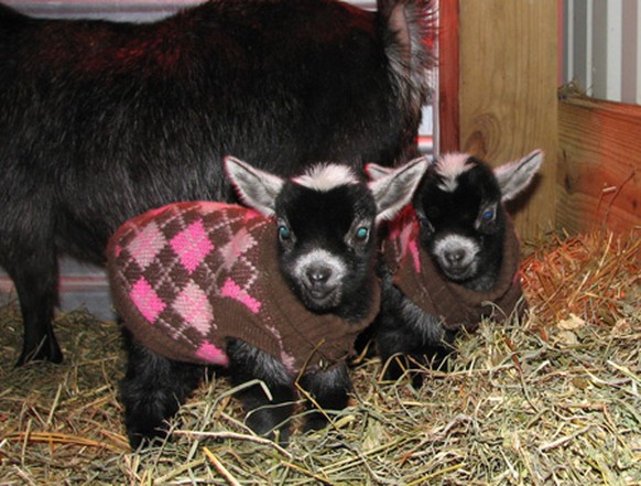 Baby-Geissen mit Strickpullovern