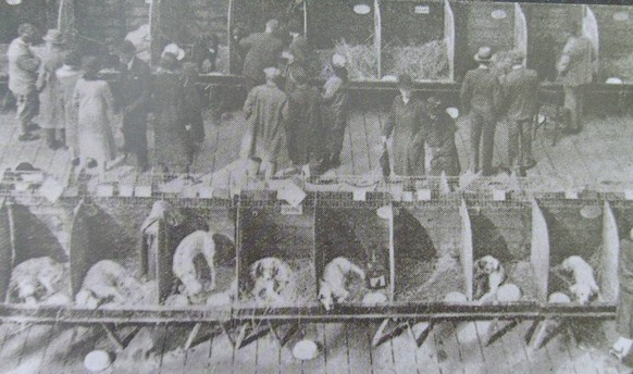 «Crufts Greatest Dog Show» 1891: In diesem Jahr wurden erstmals alle bekannten Hunderassen zugelassen. Rund 2000 Hunde liefen in der Show vor fast 2500 Zuschauern.&nbsp;