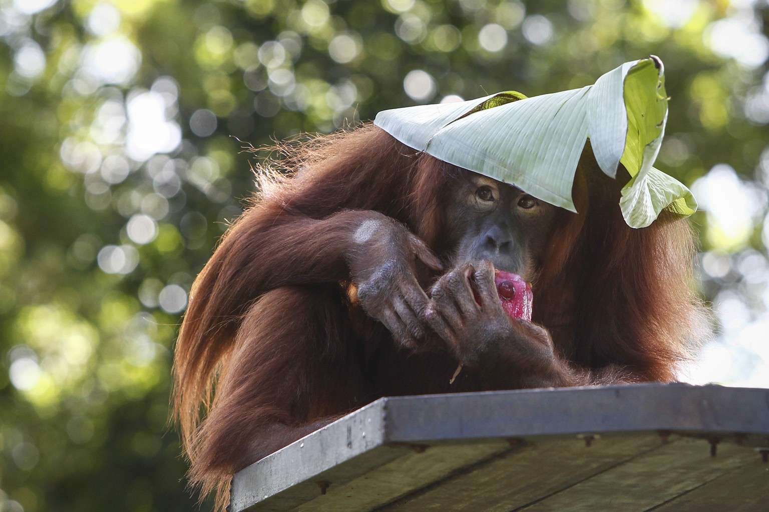 Tsunami, an eleven year old female Sumatran Orangutan shields herself from the sun during her birthday celebration at the National Zoo Ape Center in Kuala Lumpur, Malaysia, Thursday, Dec. 31, 2015. (A ...