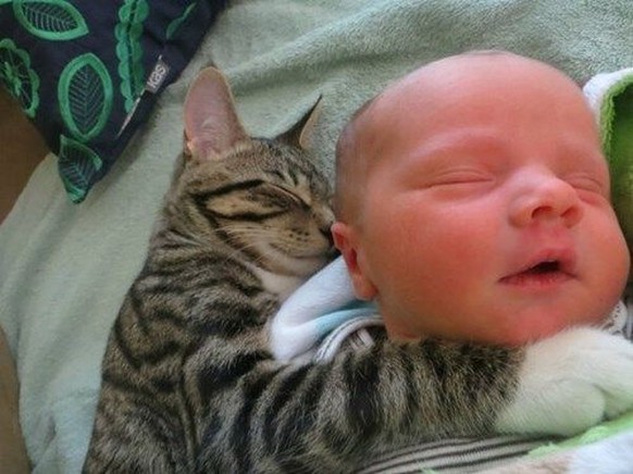 Katz passt auf Baby auf.

http://icanhas.cheezburger.com/
