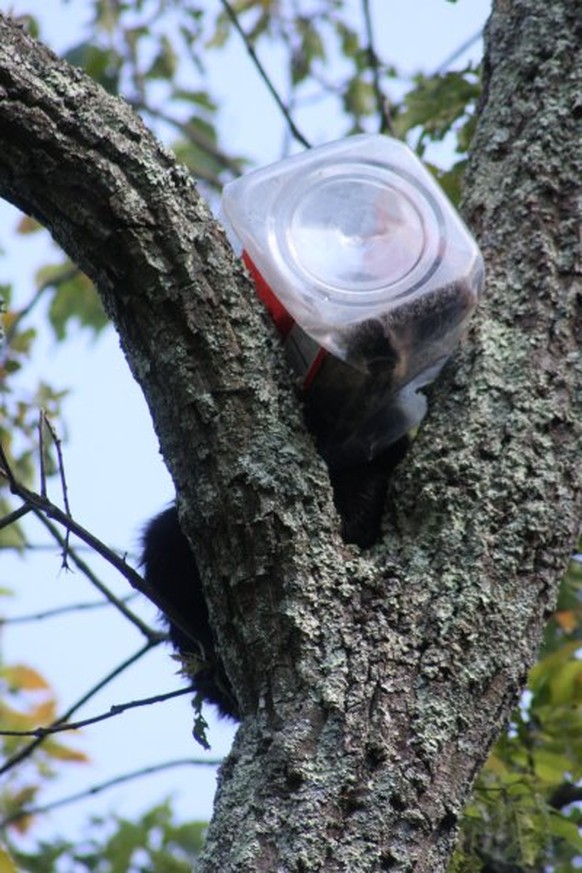 This undated photo provided by the New Jersey Department of Environmental Protection shows a bear cub that got its head stuck in an oversized cookie jar. The cub was rummaging through trash on Friday, ...