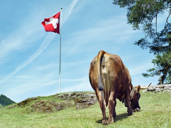 Eine Kuh grast unter der Schweizer Fahne auf der Ruetli Wiese im Kanton Uri, aufgenommen am 30. Mai 2007. (KEYSTONE/Martin Ruetschi)

A cow pastures under the Swiss flag on the Ruetli Meadow in the ca ...