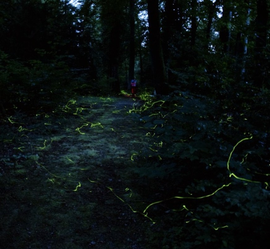 Sie fliegen wieder – die Glühwürmchen auf dem Waldfriedhof in Schaffhausen.