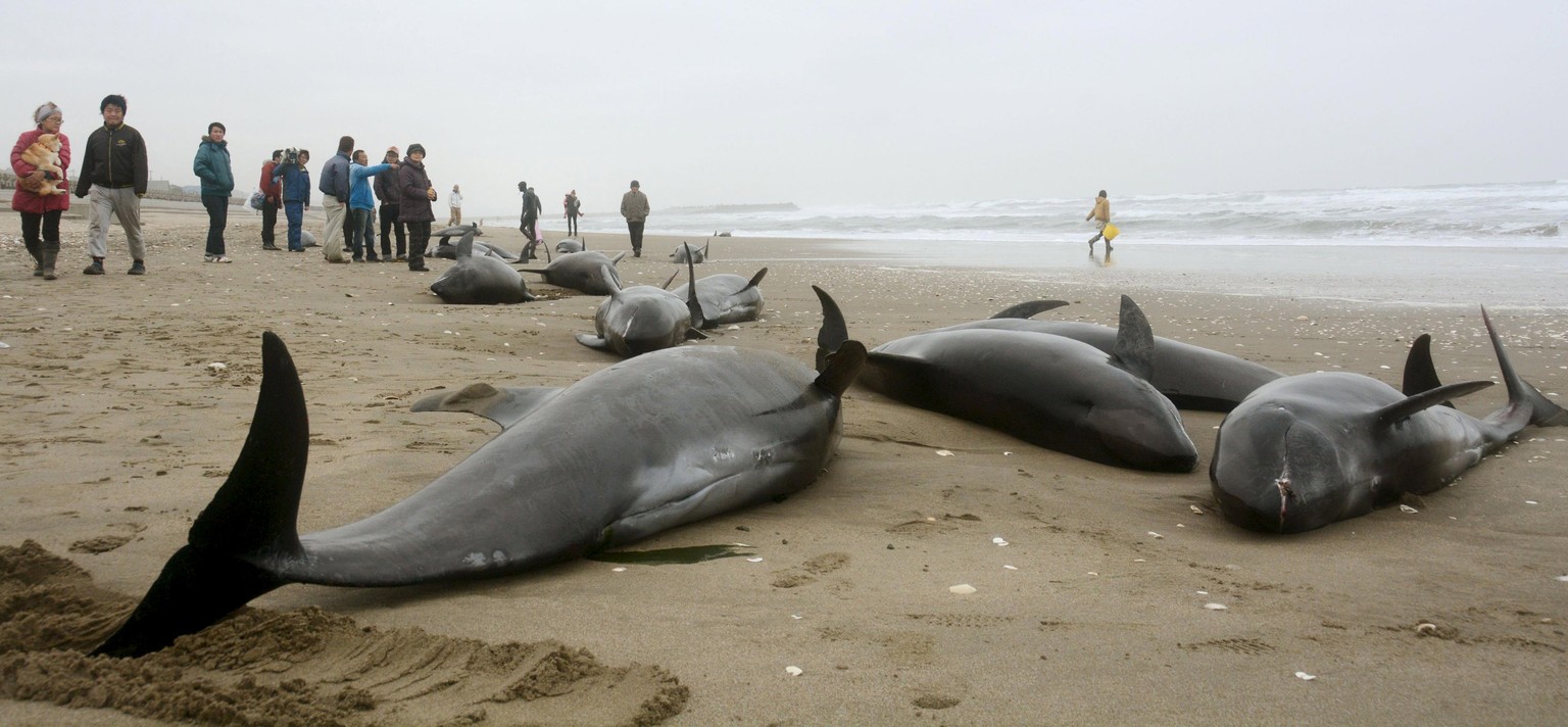 Der Anblick der verendeten Delphine hat bei vielen Japanern grosse Angst vor einem Erdbeben ausgelöst