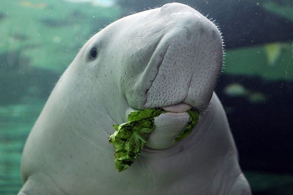 Dugong