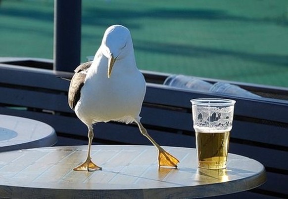 Möwe mit Bier
https://www.pinterest.co.uk/pin/424323596112338859/