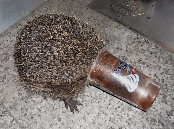 dpatopbilder HANDOUT - Ein mit dem Kopf in einem Puddingbecher festsitzender Igel wird am 15.04.2014 auf der Lebacher Straße in Malstatt (Saarland) gesichtet und von einem Einsatzkommando der Burbache ...