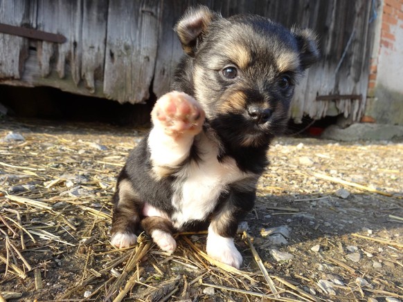 Hundewelpe winkt.
Cute News
http://imgur.com/gallery/nDMdS