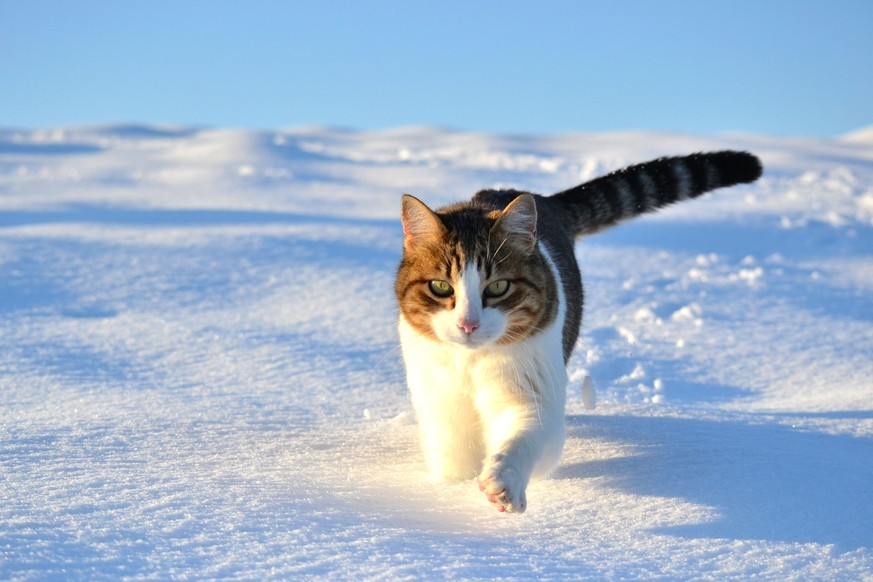 Katze im Schnee 

http://www.wallpapercase.com/2016/01/28/cat-in-the-snow-%ED%8C%94%EB%A1%9C%EC%9A%B0_playful-cats_ykrlqmq/