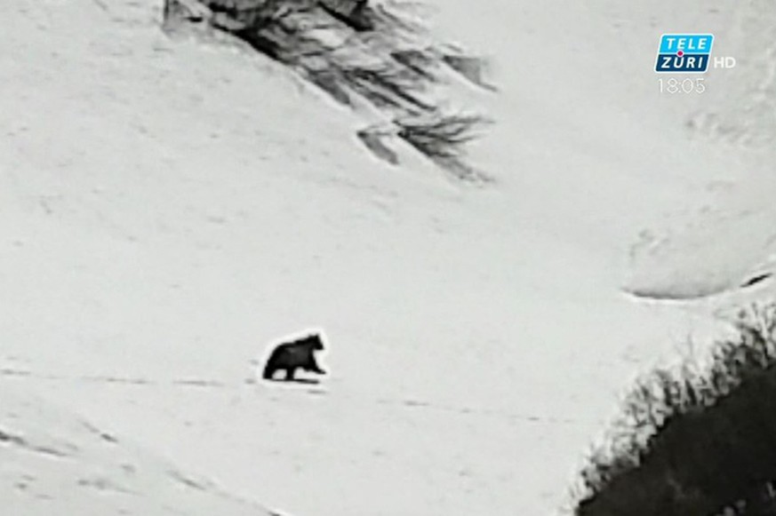 Dieses Bild strahlte «TeleZüri» am Wochenende aus. Die Familie, die das Foto geschossen hat, behauptet, einen Bären gesehen zu haben.