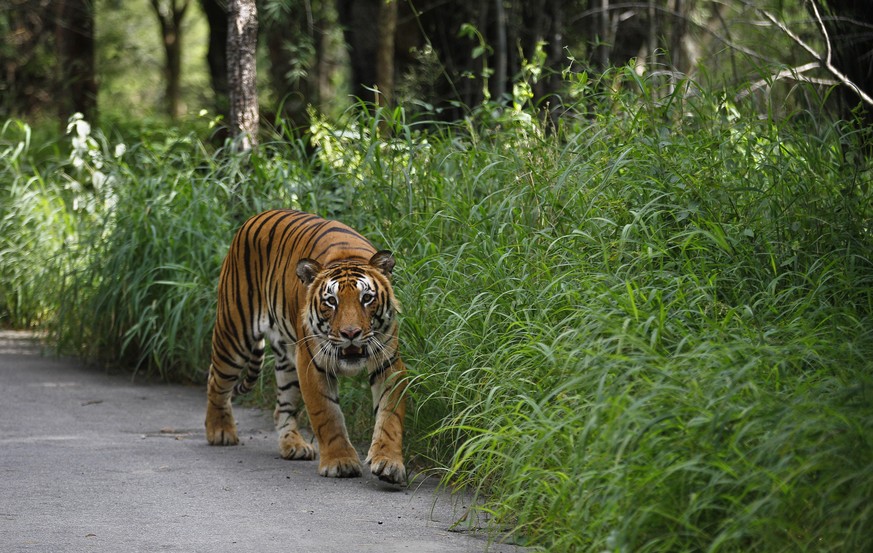 A Bengal tiger walks along a road ahead on Global Tiger Day in the jungles of Bannerghatta National Park, 25 kilometers (16 miles) south of Bangalore, India, Wednesday, July 29, 2015. India&#039;s lat ...