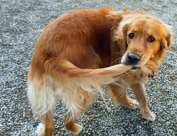 Hund beisst seinen eigenen Schwanz