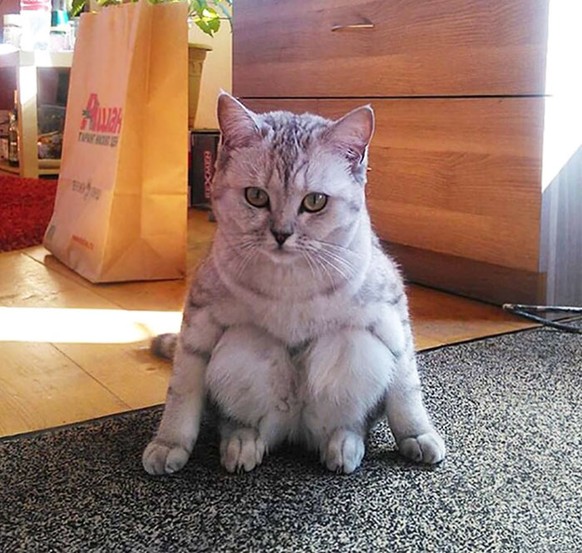 Katze sitzt wie ein Mensch
https://www.reddit.com/r/aww/comments/2z58cc/ive_never_seen_a_cat_sit_like_this_before/