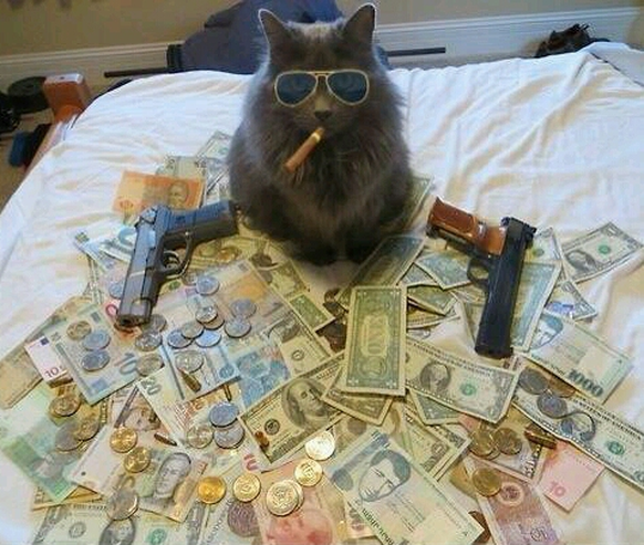 Katze mit Geld.
http://imgur.com/gallery/jxtonCA