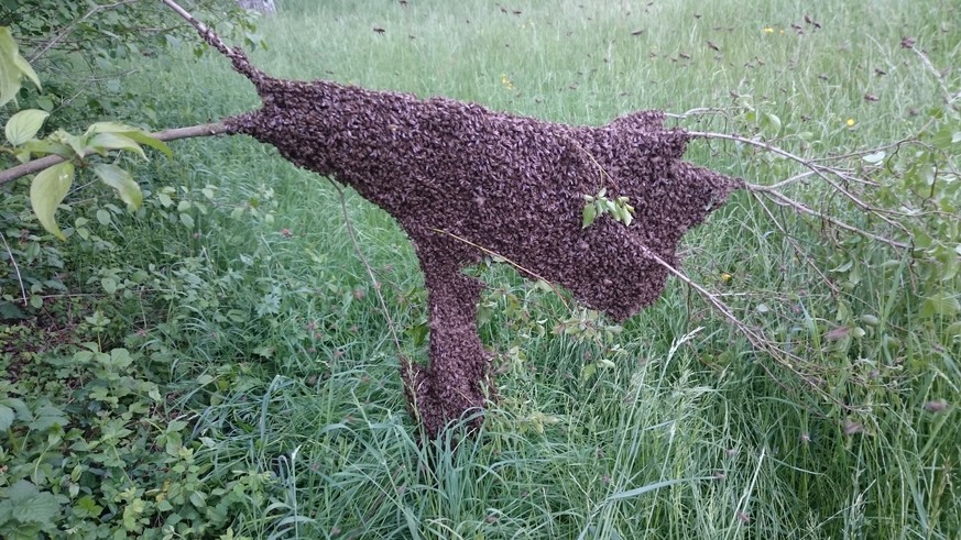 Bienenschwarm. (Bild: Kapo Schaffhausen)